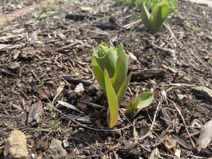 Tulip leaves sprouting up from the brown ground. 